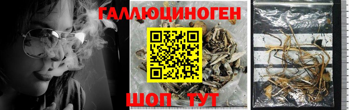 Псилоцибиновые грибы Psilocybe Симферополь
